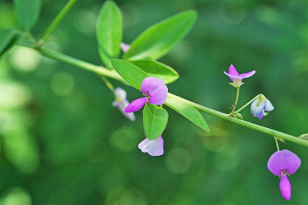 Feuillage vert et fleurs violettes de Desmodium